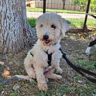 Philly & Chioni - suchen nur gemeinsam 🩵💜, Terrier-Mischling - Hündin