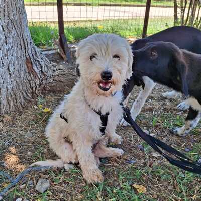 Philly & Chioni - suchen nur gemeinsam 🩵💜, Terrier-Mischling - Hündin