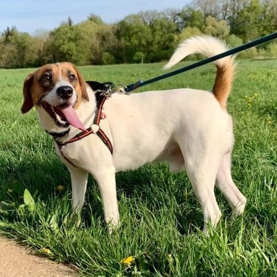 Philou Beagle-Foxterrier Mix Rüde sucht ein Zuhause, Foxterrier-Beagle - Rüde