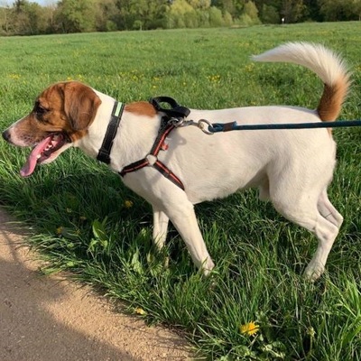 Philou Beagle-Foxterrier Mix Rüde sucht ein Zuhause, Foxterrier-Beagle - Rüde