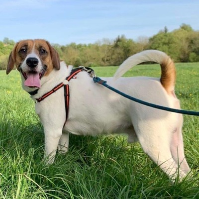 Philou Beagle-Foxterrier Mix Rüde sucht ein Zuhause, Foxterrier-Beagle - Rüde