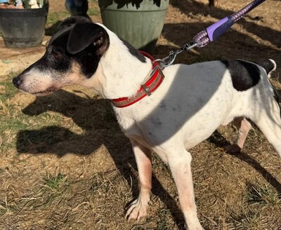 Philou Jack Russell Rüde braucht ein Zuhause