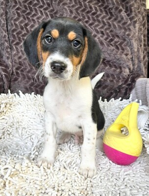 Pho entzückender Welpenbub sucht…, Beagle-Mischling Welpen - Rüde