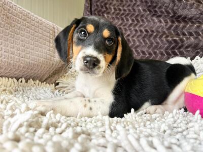 Pho entzückender Welpenbub sucht…, Beagle-Mischling Welpen - Rüde