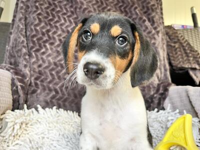 Pho entzückender Welpenbub sucht…, Beagle-Mischling Welpen - Rüde