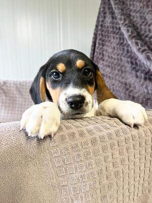 Pho entzückender Welpenbub sucht…, Beagle-Mischling Welpen - Rüde
