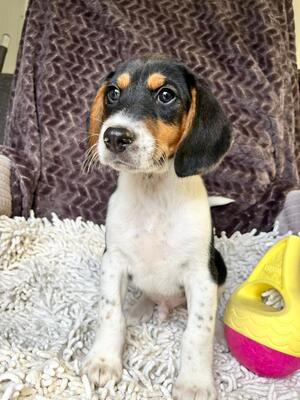 Pho entzückender Welpenbub sucht…, Beagle-Mischling Welpen - Rüde