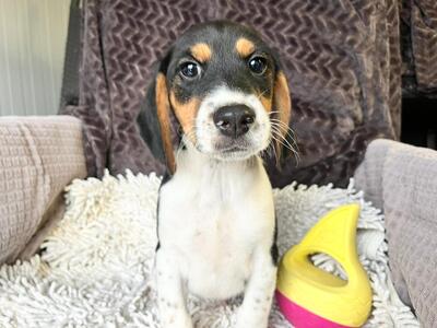 Pho entzückender Welpenbub sucht…, Beagle-Mischling Welpen - Rüde