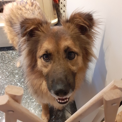 Phoebe-Alma, Schäferhundmischling - Hündin