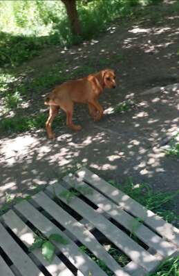Phoebe ist ein kleiner Sonnenschein, Mischling Welpen - Hündin