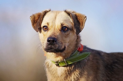 Phoeby, Mischlinghündin - Hündin