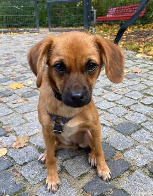 Phyllis, Mix - Hündin