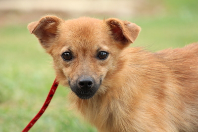 Picasso, Mischling - Rüde