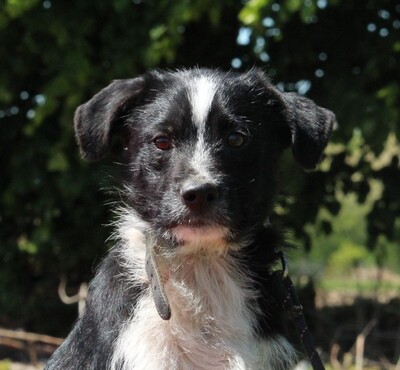 Picasso, Mischling - Rüde