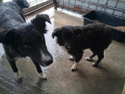 Picco sucht geduldige Menschen, Mischling - Rüde