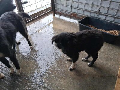 Picco sucht geduldige Menschen, Mischling - Rüde