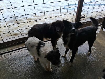 Picco sucht geduldige Menschen, Mischling - Rüde