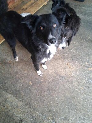 Picco sucht geduldige Menschen, Mischling - Rüde