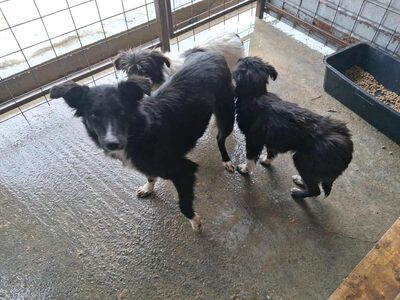 Picco sucht geduldige Menschen, Mischling - Rüde