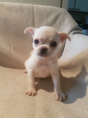 Piccolo, Chihuahua Mix Welpen - Rüde