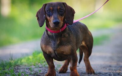 Piccu, Dackel - Hündin