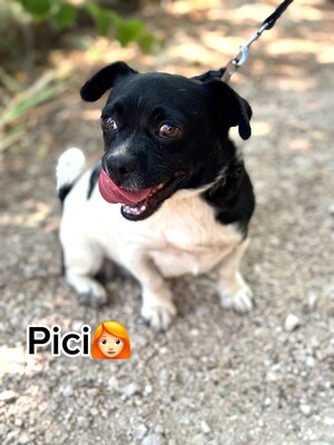 Pici sucht ihr Glück