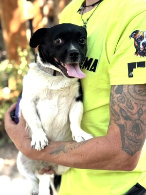 Pici sucht ihr Glück, franz. Bulldoggen-Mix bzw. Mops-Mix - Hündin