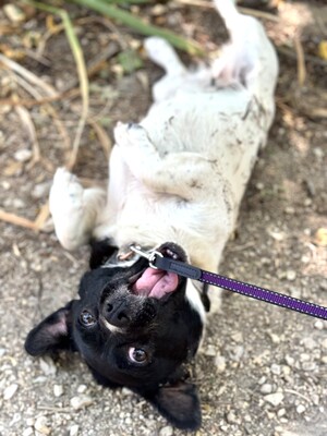 Pici sucht ihr Glück, franz. Bulldoggen-Mix bzw. Mops-Mix - Hündin