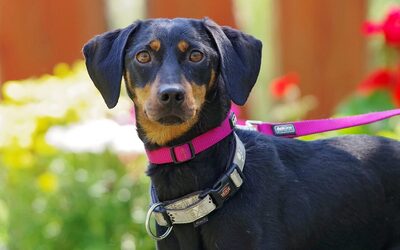 Picur, Mischling - Hündin