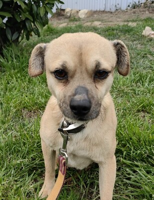 Picur will endlich geliebt werden, Mischling - Rüde