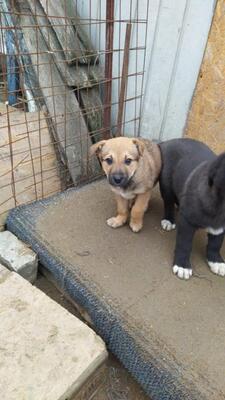 Piet, Mischling Welpen - Rüde