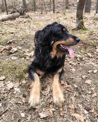 Pila, Hovaward - Hündin