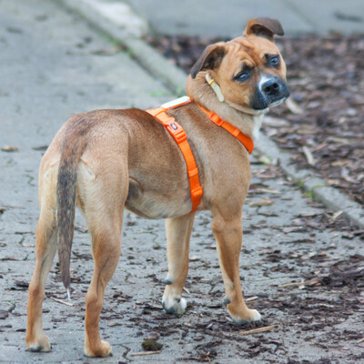 Pila, Mischling - Hündin