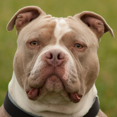 Pims, Bulldog - Rüde