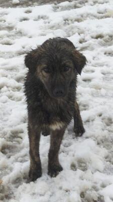 Pina, Mischling Welpen - Rüde