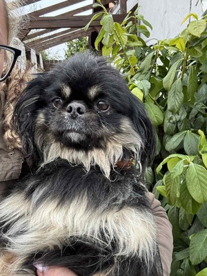 Pincsi sucht ihr Glück, Pekingese - Hündin