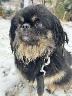 Pincsi sucht ihr Glück, Pekingese - Hündin