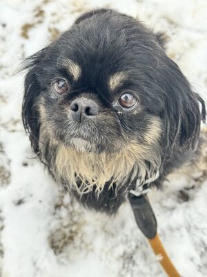 Pincsi sucht liebevolles Zuhause, Pekingesen-Mischling - Hündin