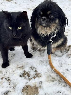 Pincsi sucht liebevolles Zuhause, Pekingesen-Mischling - Hündin