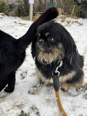 Pincsi sucht liebevolles Zuhause, Pekingesen-Mischling - Hündin