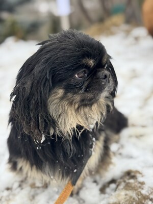 Pincsi sucht liebevolles Zuhause, Pekingesen-Mix - Hündin