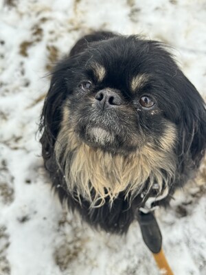 Pincsi sucht liebevolles Zuhause, Pekingesen-Mix - Hündin