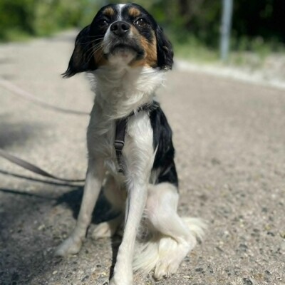 💥Ping Cavalier-Spitz- Mischling  freundlich, liebevoll und aufgeschlossener Hund ❤️