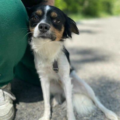 💥Ping Cavalier-Spitz- Mischling freundlich, liebevoll und aufgeschlossener Hund ❤️, Cavalier-Spitz- Mischling - Rüde