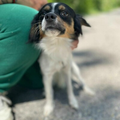 💥Ping Cavalier-Spitz- Mischling freundlich, liebevoll und aufgeschlossener Hund ❤️, Cavalier-Spitz- Mischling - Rüde