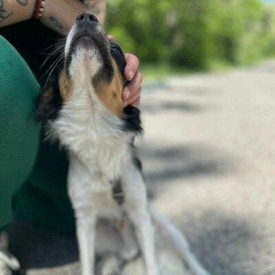 💥Ping Cavalier-Spitz- Mischling freundlich, liebevoll und aufgeschlossener Hund ❤️, Cavalier-Spitz- Mischling - Rüde