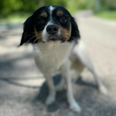 💥Ping Cavalier-Spitz- Mischling freundlich, liebevoll und aufgeschlossener Hund ❤️, Cavalier-Spitz- Mischling - Rüde