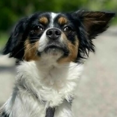 💥Ping Cavalier-Spitz- Mischling freundlich, liebevoll und aufgeschlossener Hund ❤️, Cavalier-Spitz- Mischling - Rüde