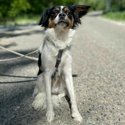 💥Ping Cavalier-Spitz- Mischling freundlich, liebevoll und aufgeschlossener Hund ❤️, Cavalier-Spitz- Mischling - Rüde