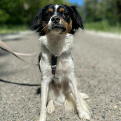 💥Ping Cavalier-Spitz- Mischling freundlich, liebevoll und aufgeschlossener Hund ❤️, Cavalier-Spitz- Mischling - Rüde